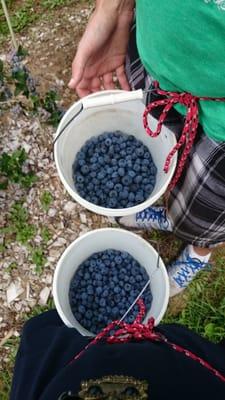 So many berries! This was only about 3 pounds after about half an hour of picking with 2 people