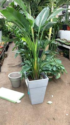 Plant after repot