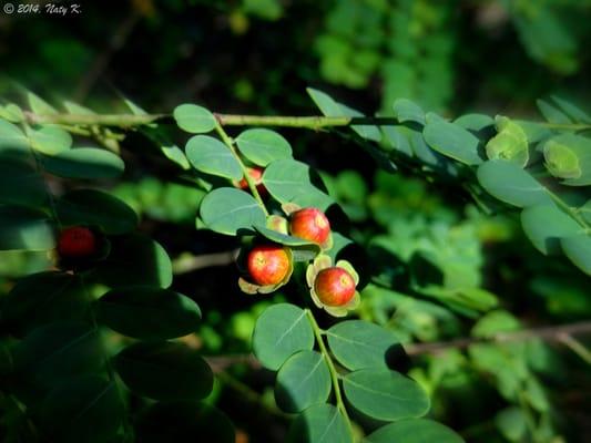 Flower-like berries.