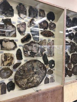 Evans Gem & Mineral Collections Display