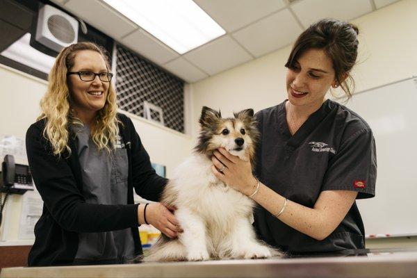 Animal Dermatology Clinic