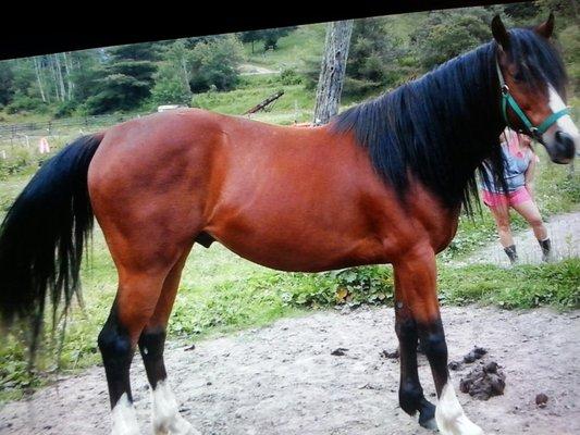 FOR SALE  General - 5yr old draft/TB gelding