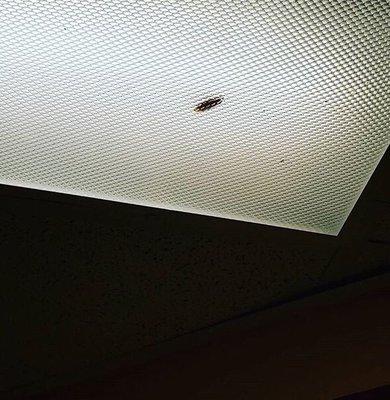 Grosssss!!! Roach in the light. They are infested