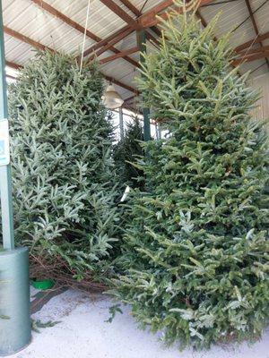 Kiser's Christmas Trees