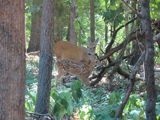 A cute not-so-little fawn and it's momma