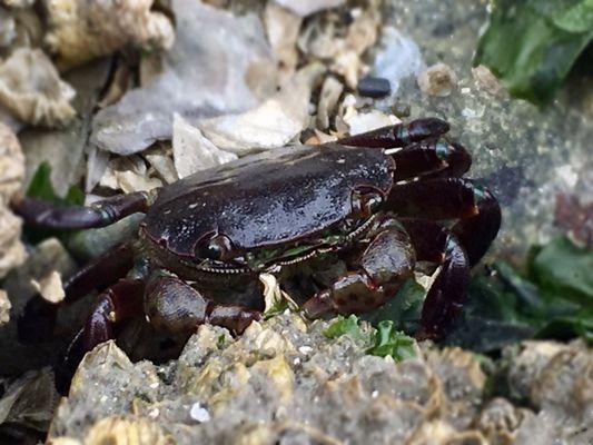 Tiny crab.