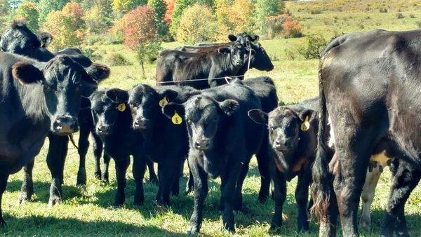 Mascho Homestead Farms