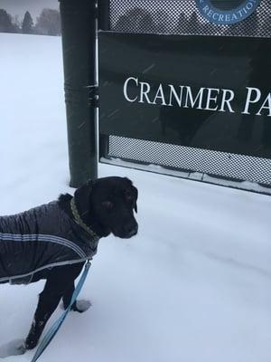 Snow day at Cranmer Park!!  He loves his walks!!