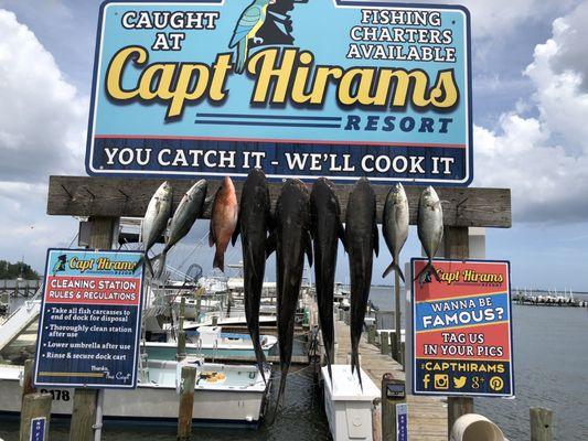 Cobia, mangrove snapper, and blue runners