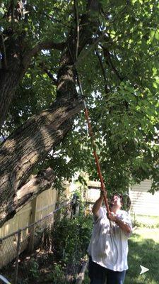 Trimming trees