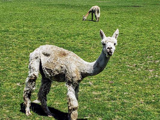 This alpaca has referred several clients.