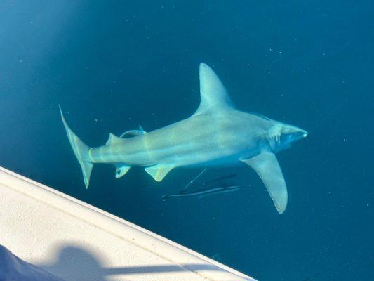 6-7' Reef Shark