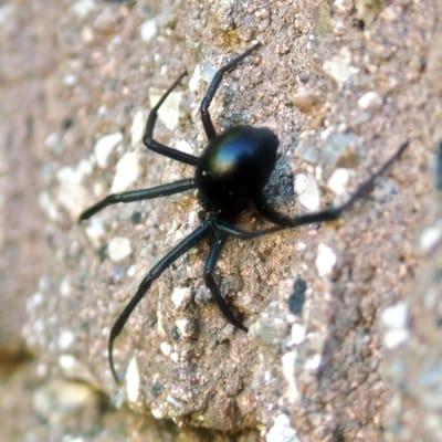 Black Widow Spider Control