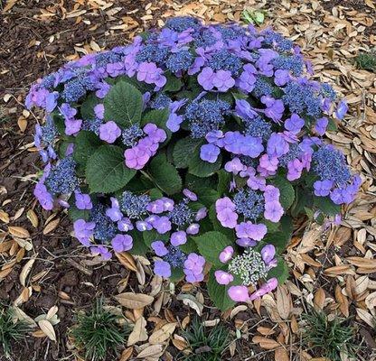 Beautiful hydrangea!