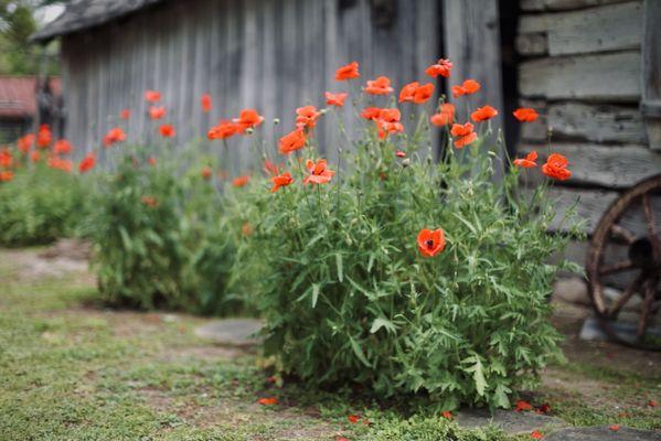 #castrovillepoppyhouse So many backdrop options!