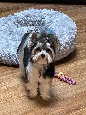 Schatzi with his new summer haircut!