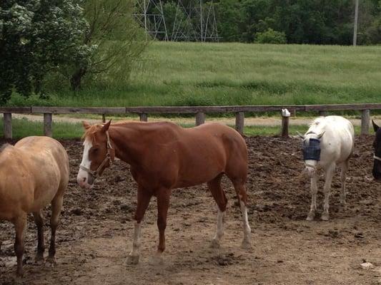 Horse petting and feeding@ The Center