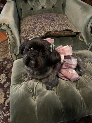 Ms. Angel Bear Paw Paw resting after her appointment at Pawsitivity Dog Grooming! Shamrock Bows too!