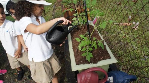 Our Garden -Fruit and Veggies