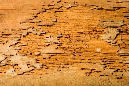 Termite Damaged Wood.