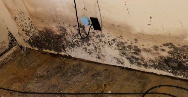 Mold Remediation