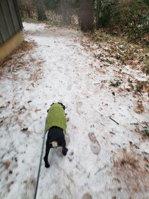 Teddy braves the snow!