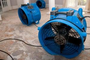 West palm beach mold removal