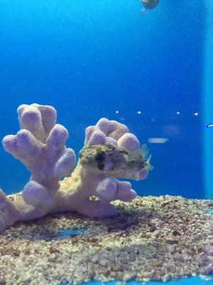 Adorable porcupine puffer fish - who I'm biased towards & totally stole my heart