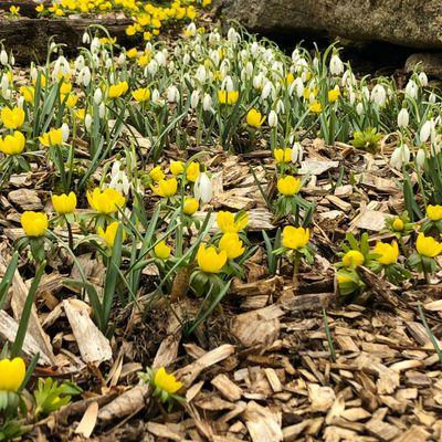 Snowdrops and yellow aconite, first plants to bloom in the garden.