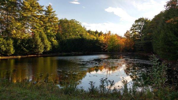 Knight's Pond and foliage.