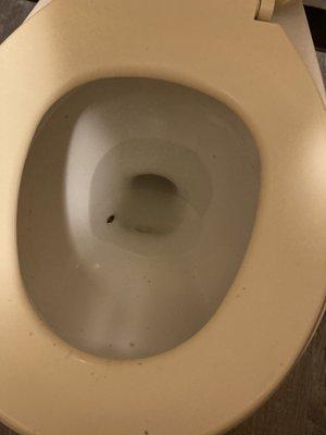 Roach in toilet. There was one in the nightstand drawer and one crawled under the bed