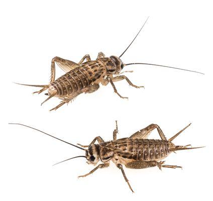 Menifee Valley cricket pest control.