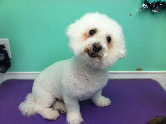 Frosty says, "Come on down to Adrienne's Pet Grooming to get groomed today!"