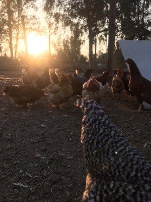 Sunset on the farm