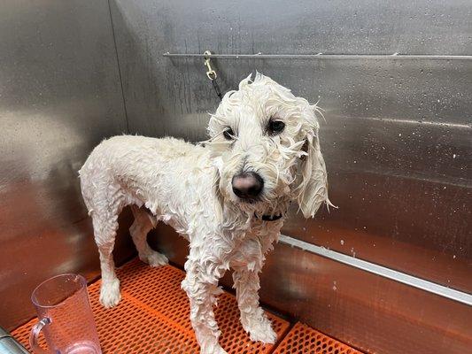 Wet soapy dog