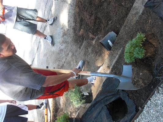 planting water resistant plants.