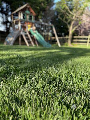 A NaturaLawn of America customer's safer lawn with a playground.