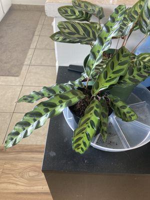 Rattlesnake Calathea