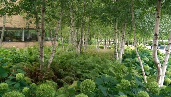 Birch and hydrangea in the shade.