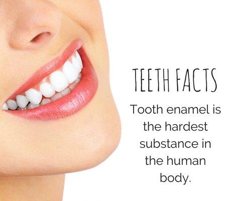 Teeth Facts