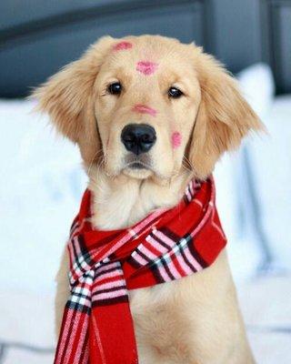 Holiday Scent Event continues through January 1st at Puppy Luv Dog Grooming! Call now for more info.704-896-0400.