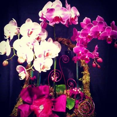 Opulent orchids