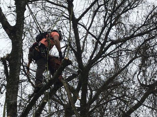 There is no tree too tall for us to work on.