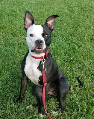 Our spunky little lady, Checkers, taking a break in the play yard.