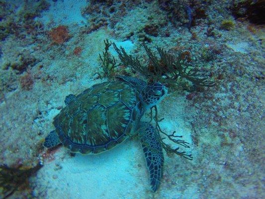 Cozumel sea turtle