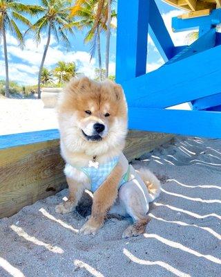 First day at the Beach with his new cut