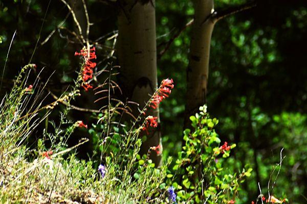 All sorts of flowers at the park.