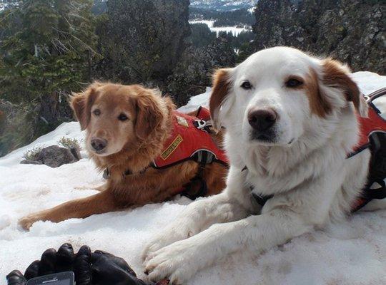 Daisey & Patches SAR pals, RIP, we will always love you.