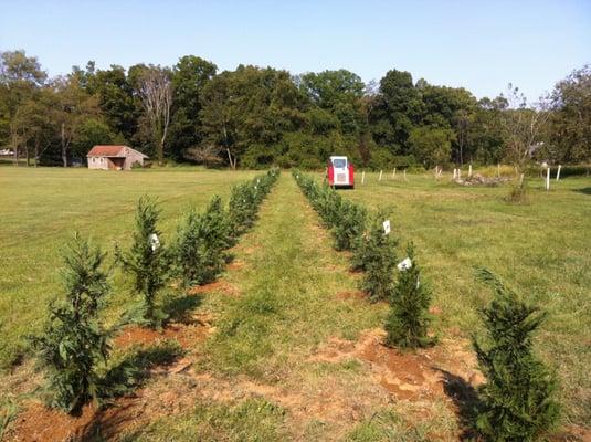 100 Leyland Cypress perfectly placed ontoptreeservice.biz