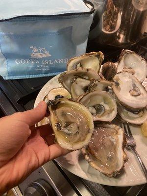 Oysters